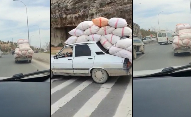 Toros’u kamyonet sandı!