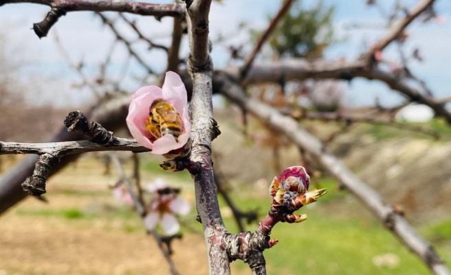 Urfa’da düzenlenen festival renkli görüntülere sahne oldu