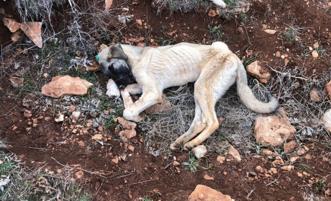 Şok iddia köpekler zehirlendiler mi?