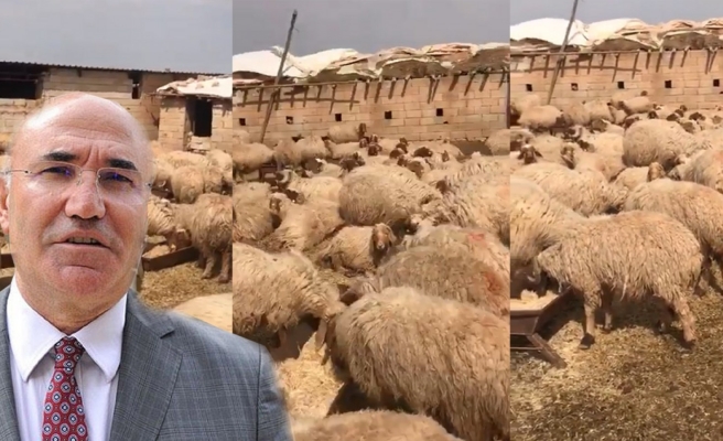 Urfalı vekilden tepki: Hemşehrimin koyunları serbest bırakılsın