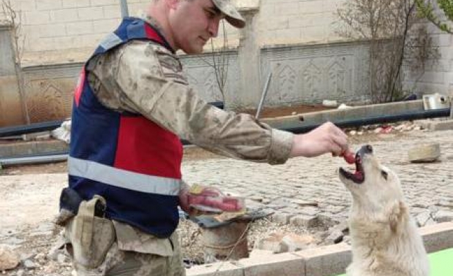 Jandarma ekipleri sokak hayvanlarının ihtiyaçlarını karşıladı