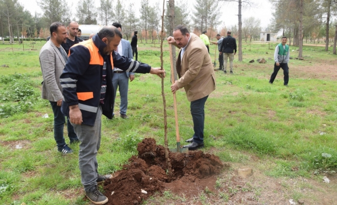 Viranşehir ağaçlandırılıyor