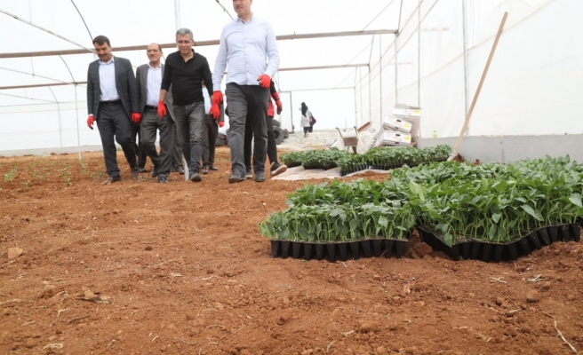 Kuş, Sera Kent'te fidan ekti