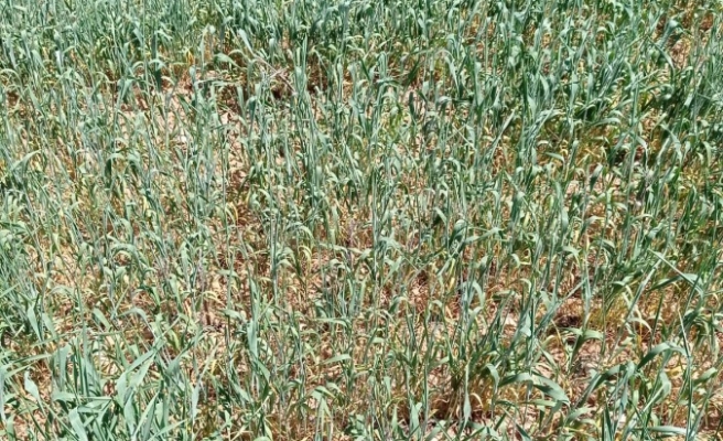 Urfalı çiftçi dert yandı: Su verilmese ekinler kuruyacak