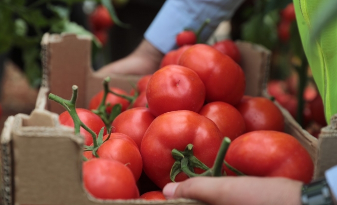Urfa'da belediye kendi ürettiği sebzeleri dağıtacak