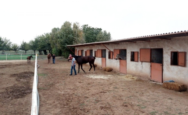 Veriler açıklandı! Şanlıurfa başı çekiyor