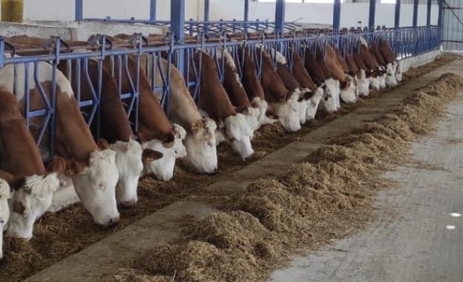 İnek sütü üretim verileri açıklandı