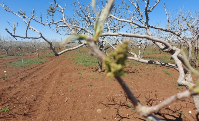 Gece yaşanan don ekinleri vurdu