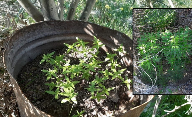 Birecik’te uyuşturucu operasyonunda esrar ve kök kenevir ele geçirildi