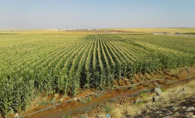 Çiftçilere destek ödemeleri başladı