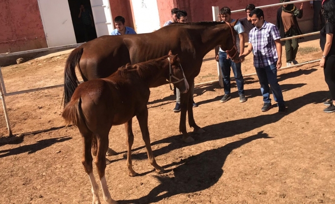 At yarışları geliri ile ilgili alınan karar Urfa'yı nasıl etkileyecek?
