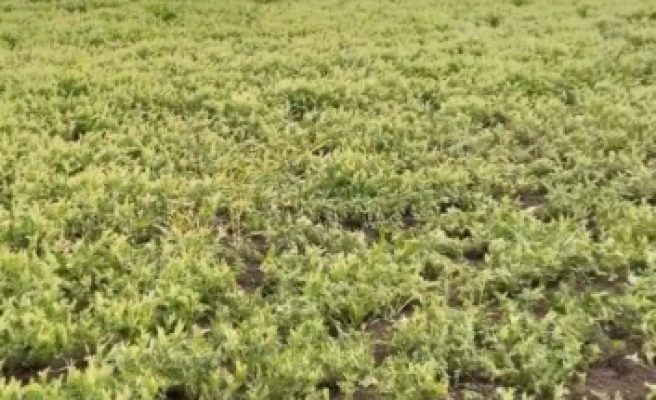 Yağmur yağmayınca ekinler kurumaya başladı
