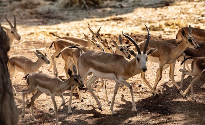 Mahmut Tanal’ın ceylanların kesildiği iddiasına TİGEM’den yanıt!