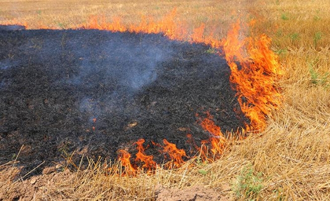Şanlıurfa’da anız yakmak yasaklandı!