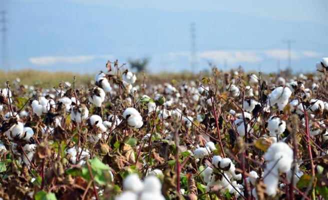 Urfa çiftçisine müjde! Desteklemeler yarın hesapta...