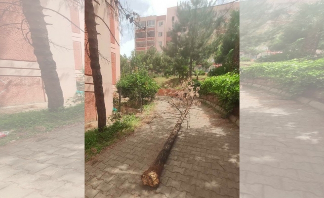 Urfa’da fırtına ağaçları kökünden söktü