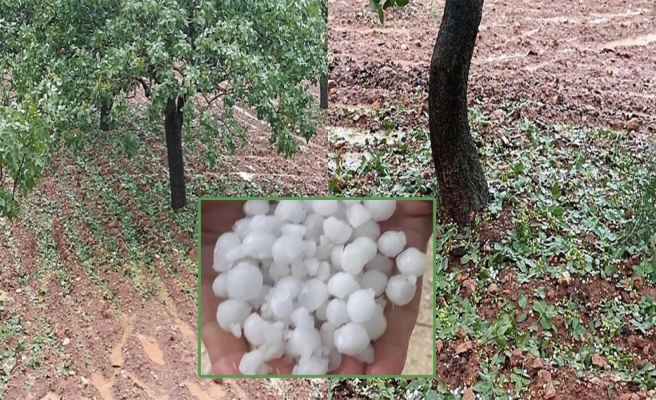 Halfeti’de sağanak ve dolu sonrası tarlalarda hasar tespiti yapılacak