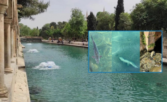 Kent Konseyi’nden Balıklıgöl'deki balık ölümlerine ilişkin açıklama