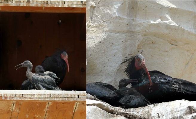 Kelaynaklar yumurtadan çıktı büyümeye başladı!