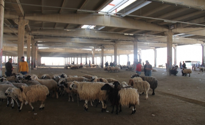 Bu yıl kurbanlıklar cep yakıyor