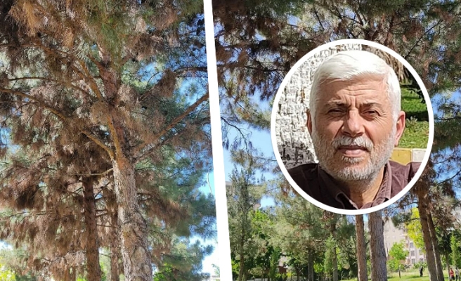 Urfalı eğitimci-yazar Sarmış: “Ağaçlar kuruyor, yazık oluyor”