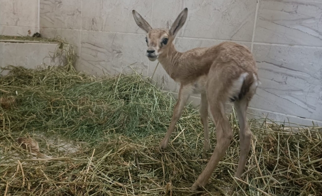 Arama noktasında aracın bagajında bulundu