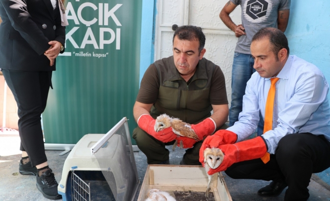 Nesli tükenmek üzere olan peçeli baykuşlar koruma altına alındı