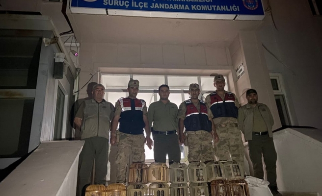 Urfa’da 14 kınalı keklik ele geçirildi