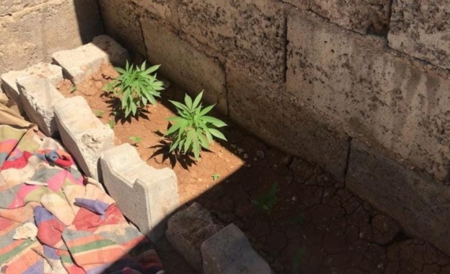 Suruç’ta onlarca kök keneviri ele geçirildi