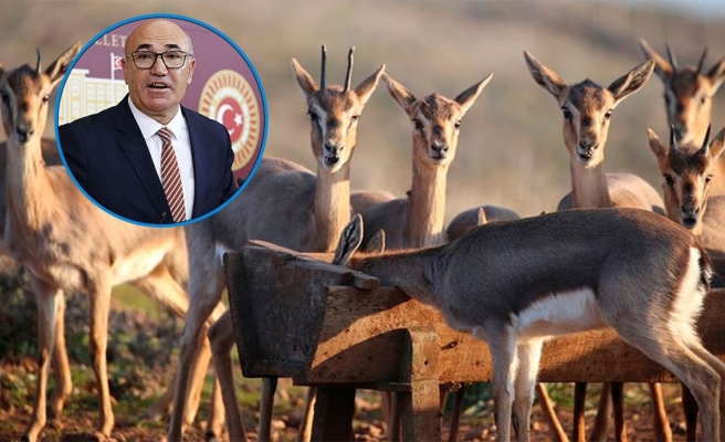 TİGEM'in kilosu 33 liradan ceylan eti satıyor iddiası!