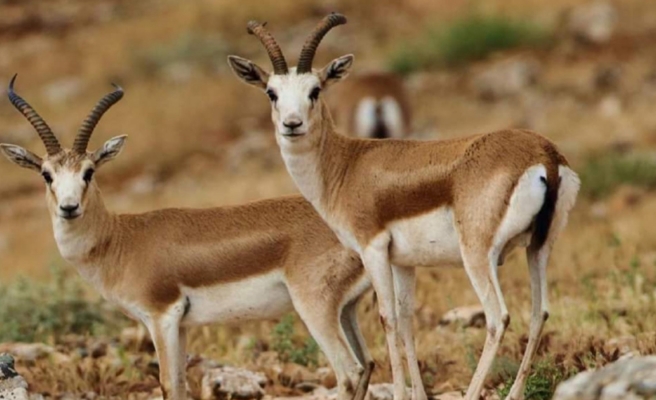 Ceylan vurmanın cezası ağır!