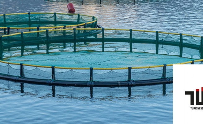 Su ürünleri üretimi arttı