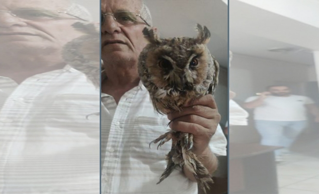 Siverek'te nesli tükenme tehlikesi altında olan baykuş yaralı halde bulundu