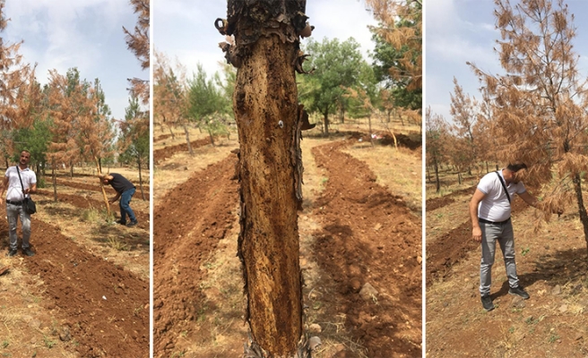 Uzmanlar kuruyan ağaçların nedenini inceledi