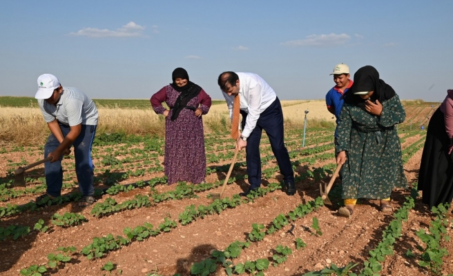 Vali Ayhan, pamuk tarlasında çapa yaptı