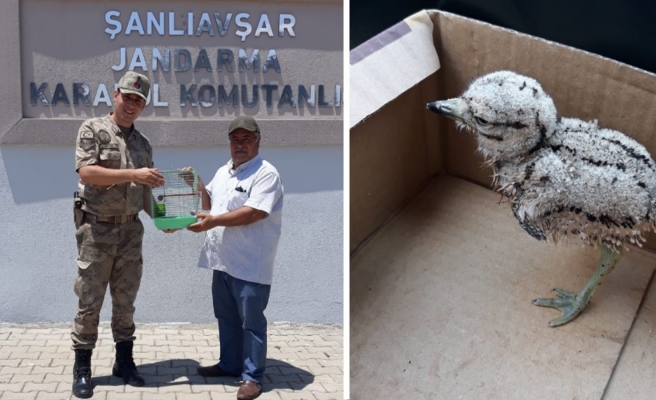 Yaralı halde yavru kocagöz kuşu bulundu