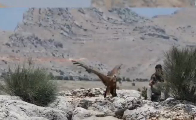 Şanlıurfa’da tedavi edilip doğaya bırakıldı!