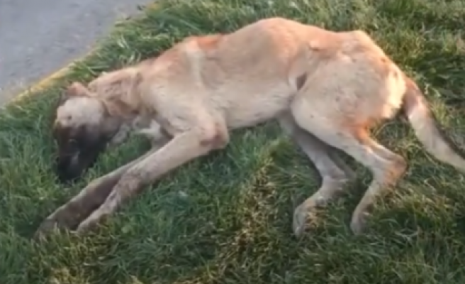 Hayvanseverlerin belediyeye hasta köpek tepkisi