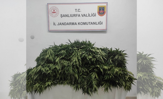 Suruç'ta jandarmadan kenevir operasyonu