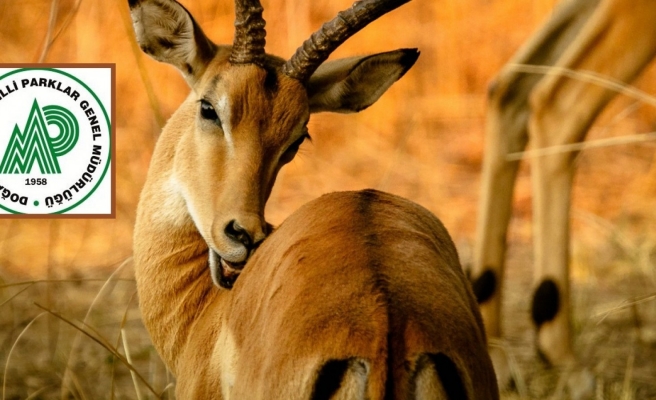 İzinsiz beslenmesine müsaade yok