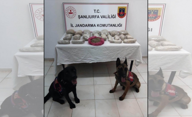 Şanlıurfa'da 11 kilo bonzai ele geçirildi