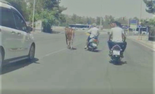 Urfa’da kaçan kurbanlık zor anlar yaşattı!