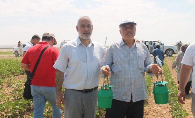 Karaköprü’de pamukta verimi düşüren zararlı böceklere karşı 