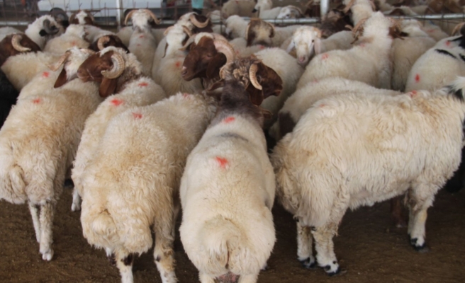 Şanlıurfa’da ilk kurbanlıklar kesildi