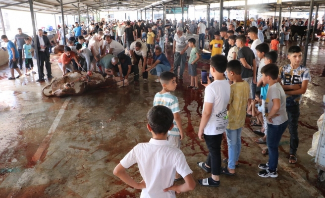 Urfa’da kurbanlıklar çocukların gözleri önünde kesildi!