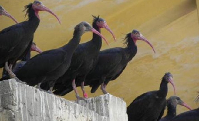 Şanlıurfa'daki Kelaynakların göç yolculuğu başladı