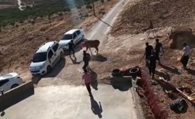 Kurbanlık tosun kaçtı onlar kovaladı