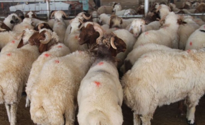 Et ve Süt Kurumu'ndan flaş kurbanlık açıklaması