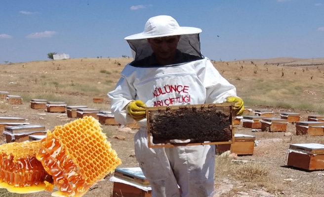 Külünçe balı Şanlıurfa’nın arıcılıkta büyüyen markası haline geldi