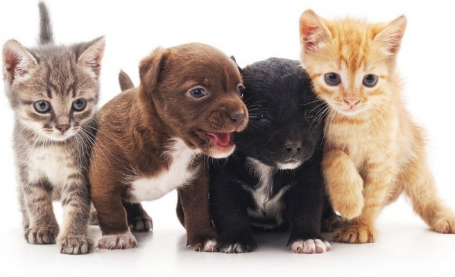 Kedi ve köpek satışında yeni dönem